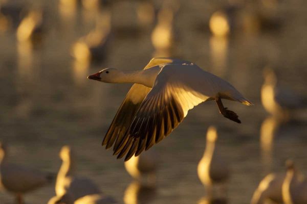 New Mexico Snow goose in flight